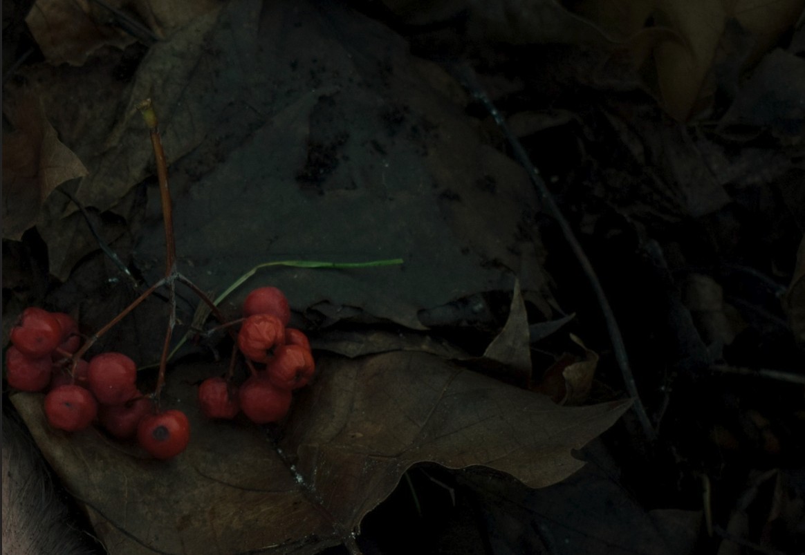 Cures from the Hollow thumbnail image